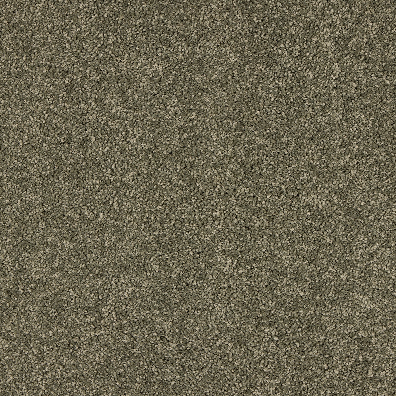 Dusty Fern