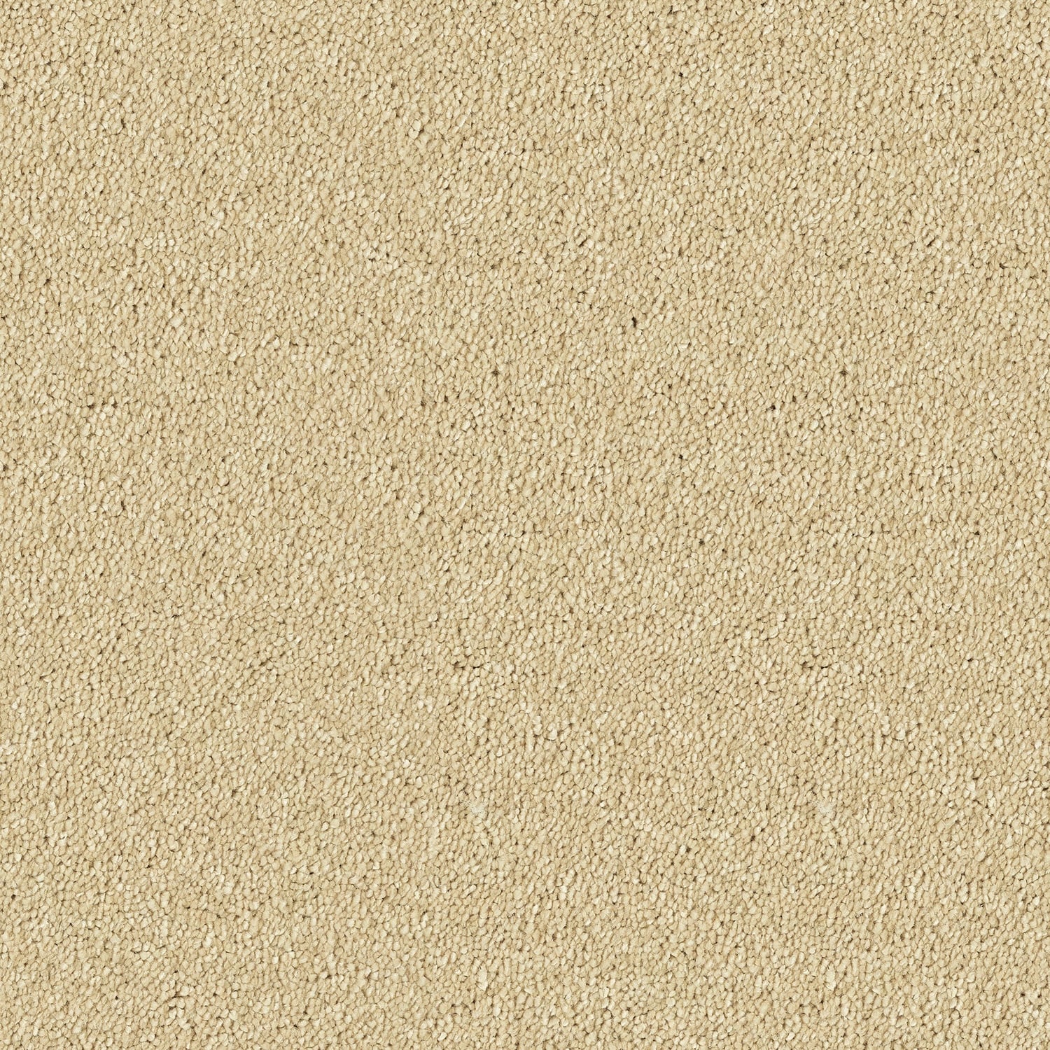 Sahara