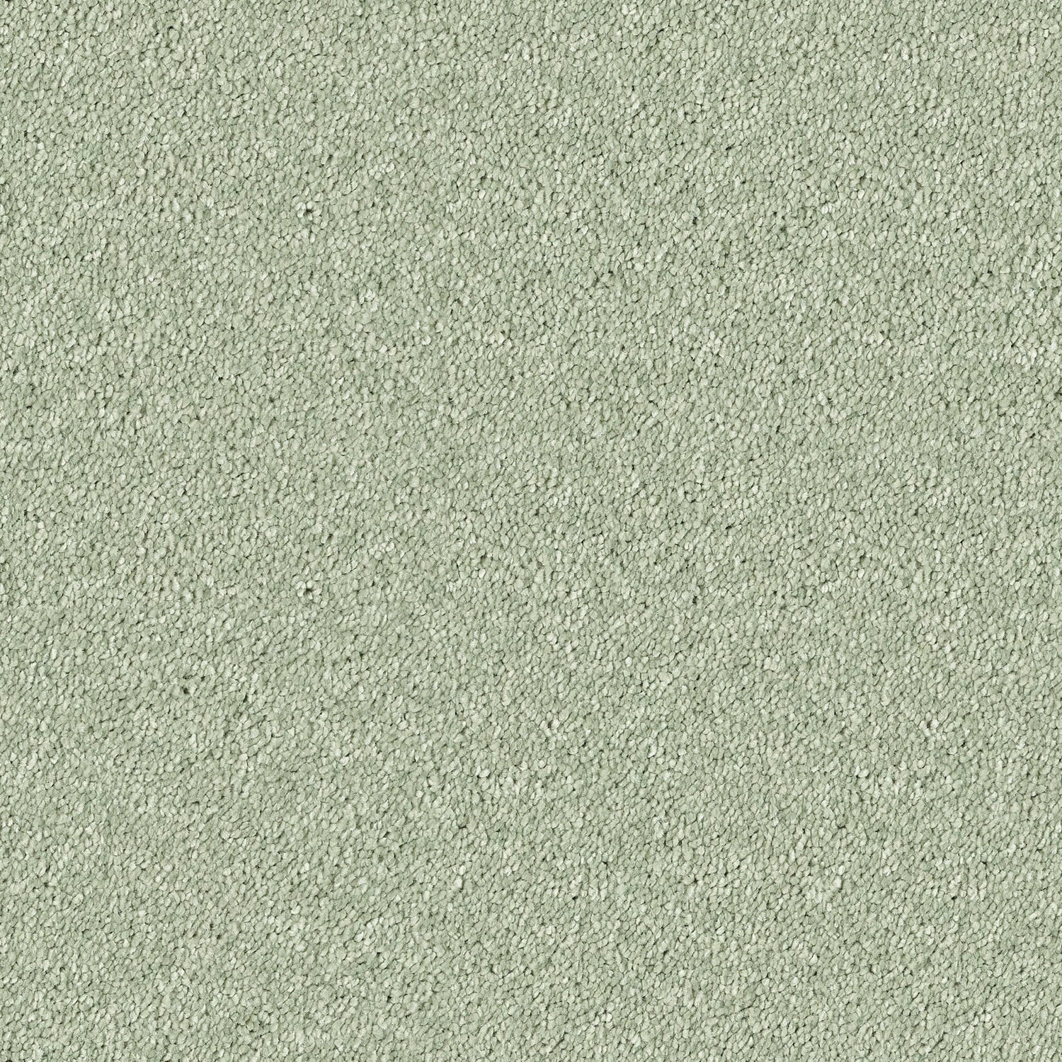 Fern