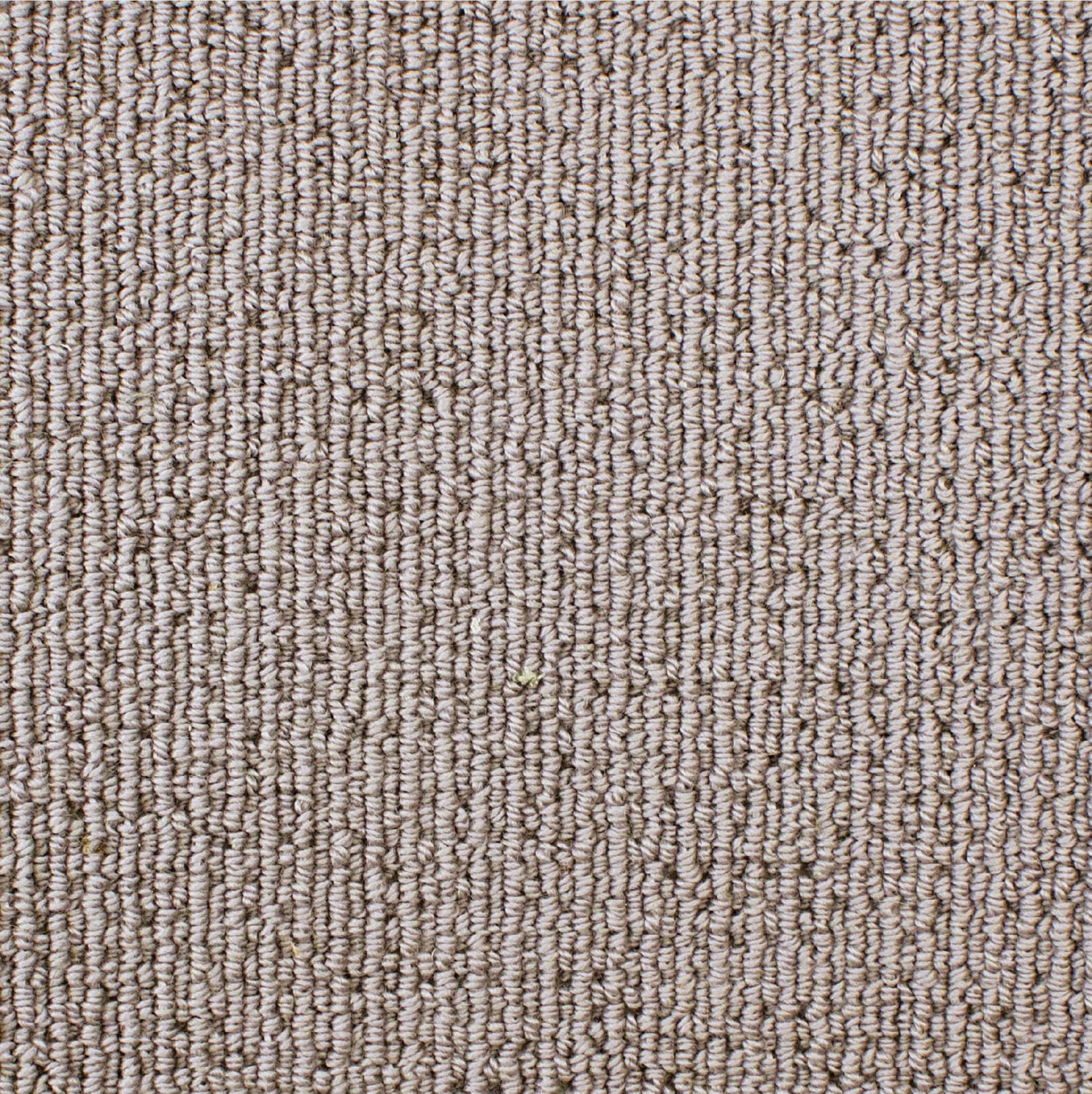 Turtle Dove 2105