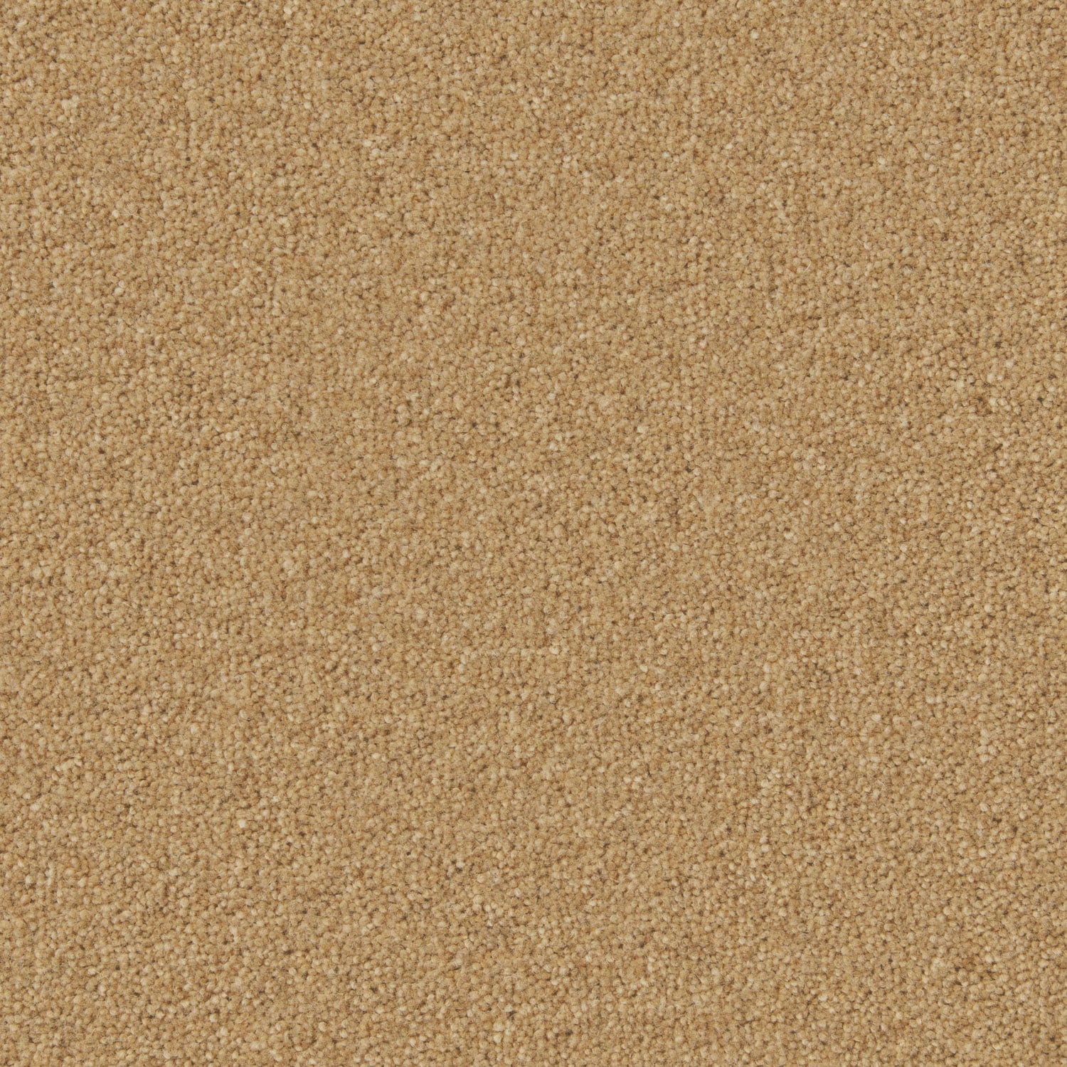 Maize