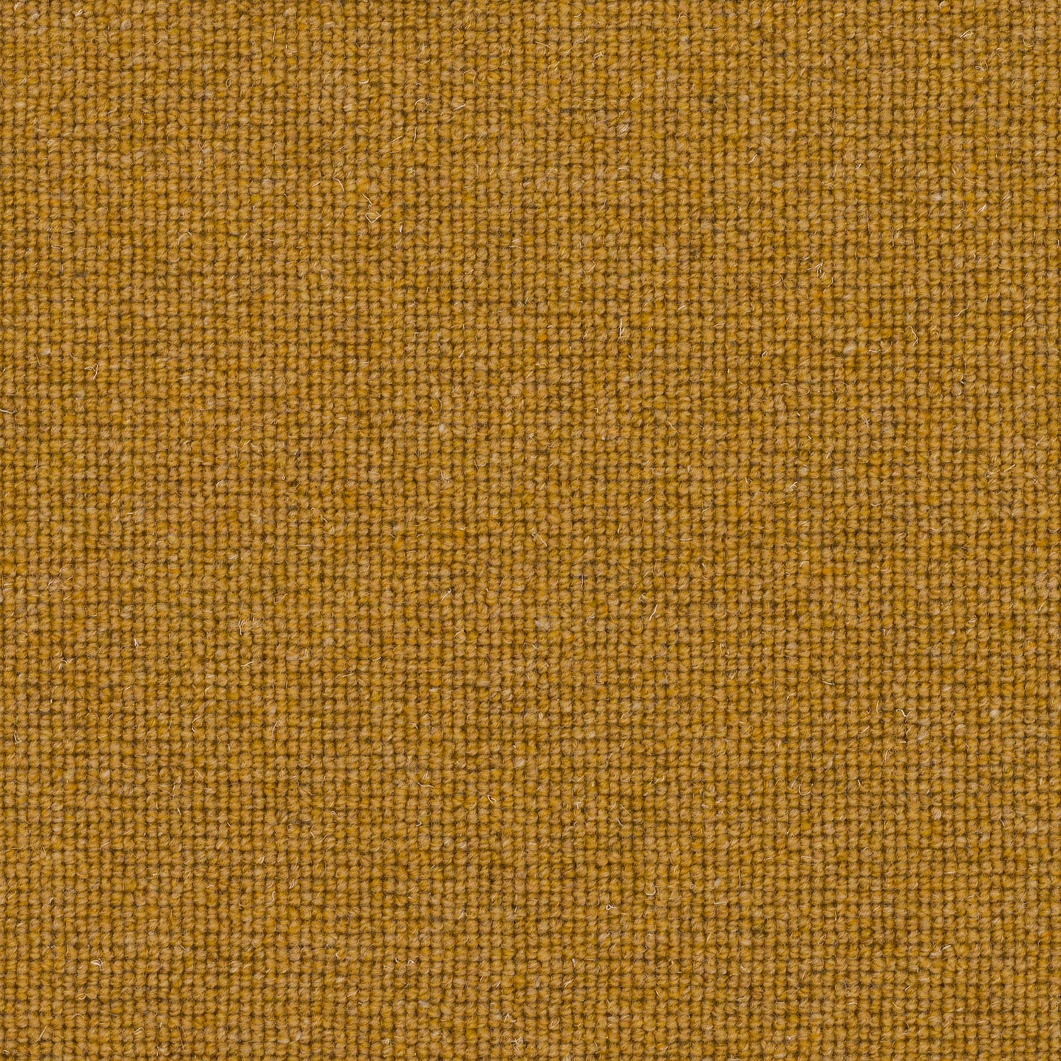 Mustard Seed