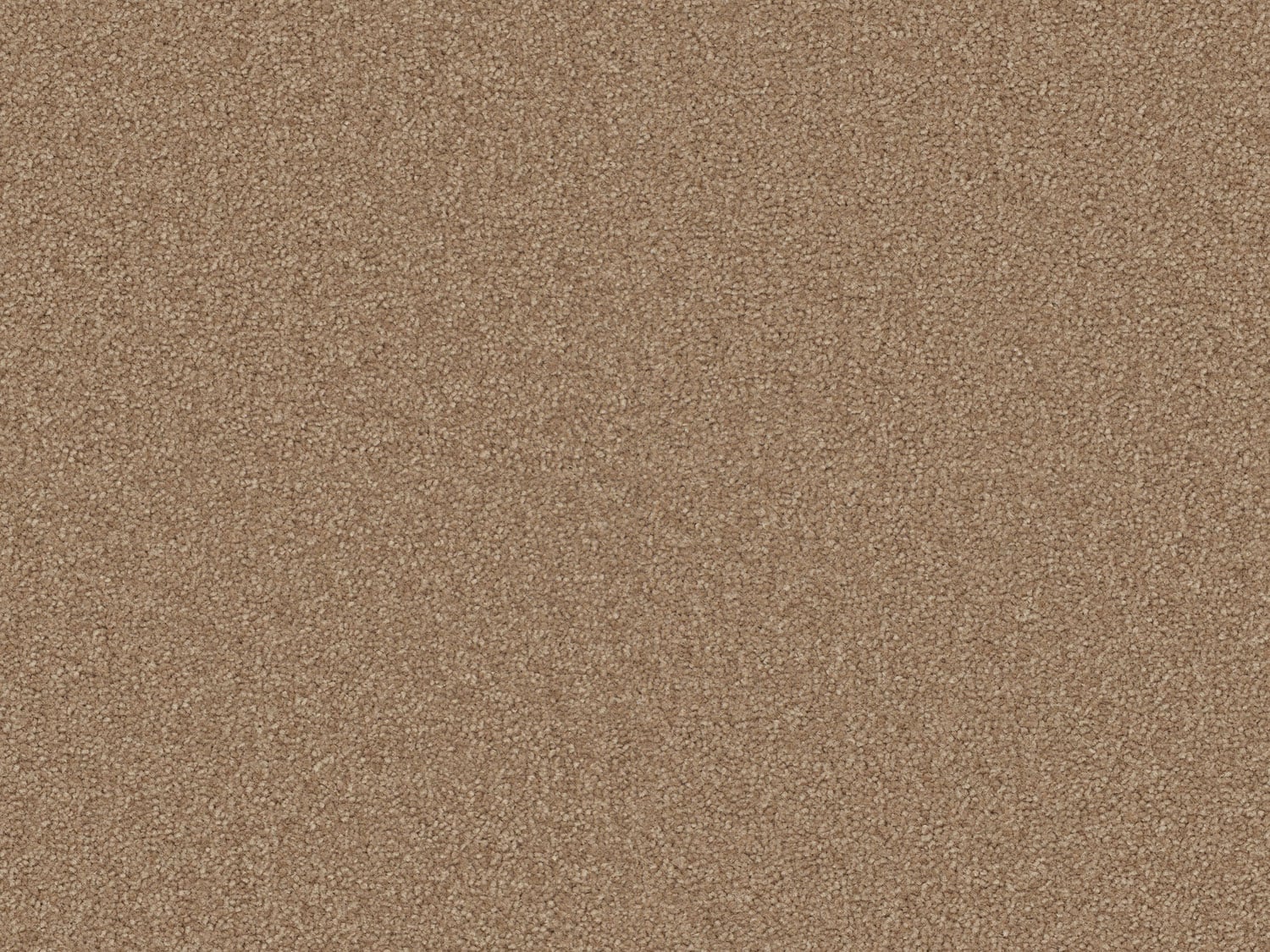Acorn