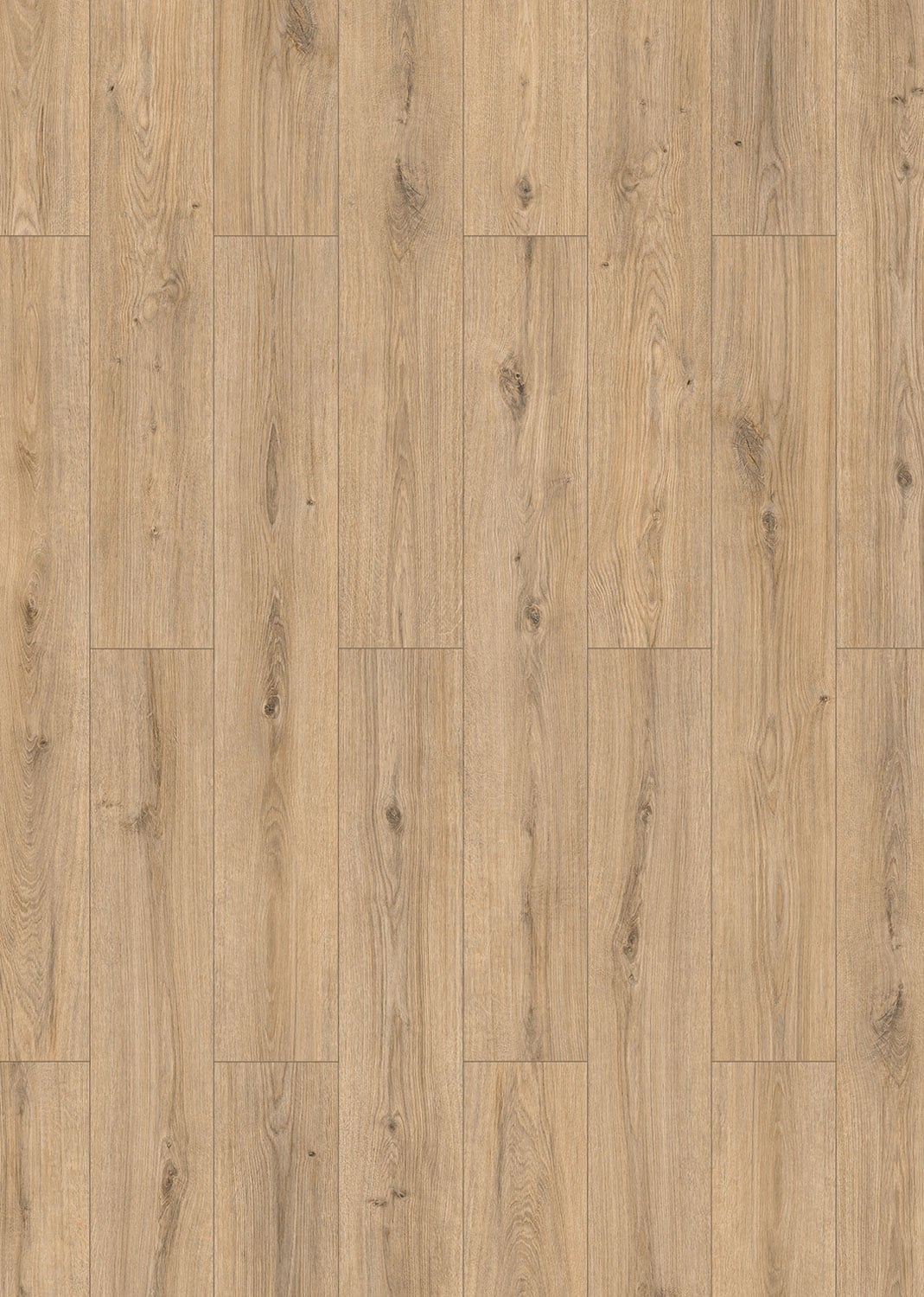 Sand Oak