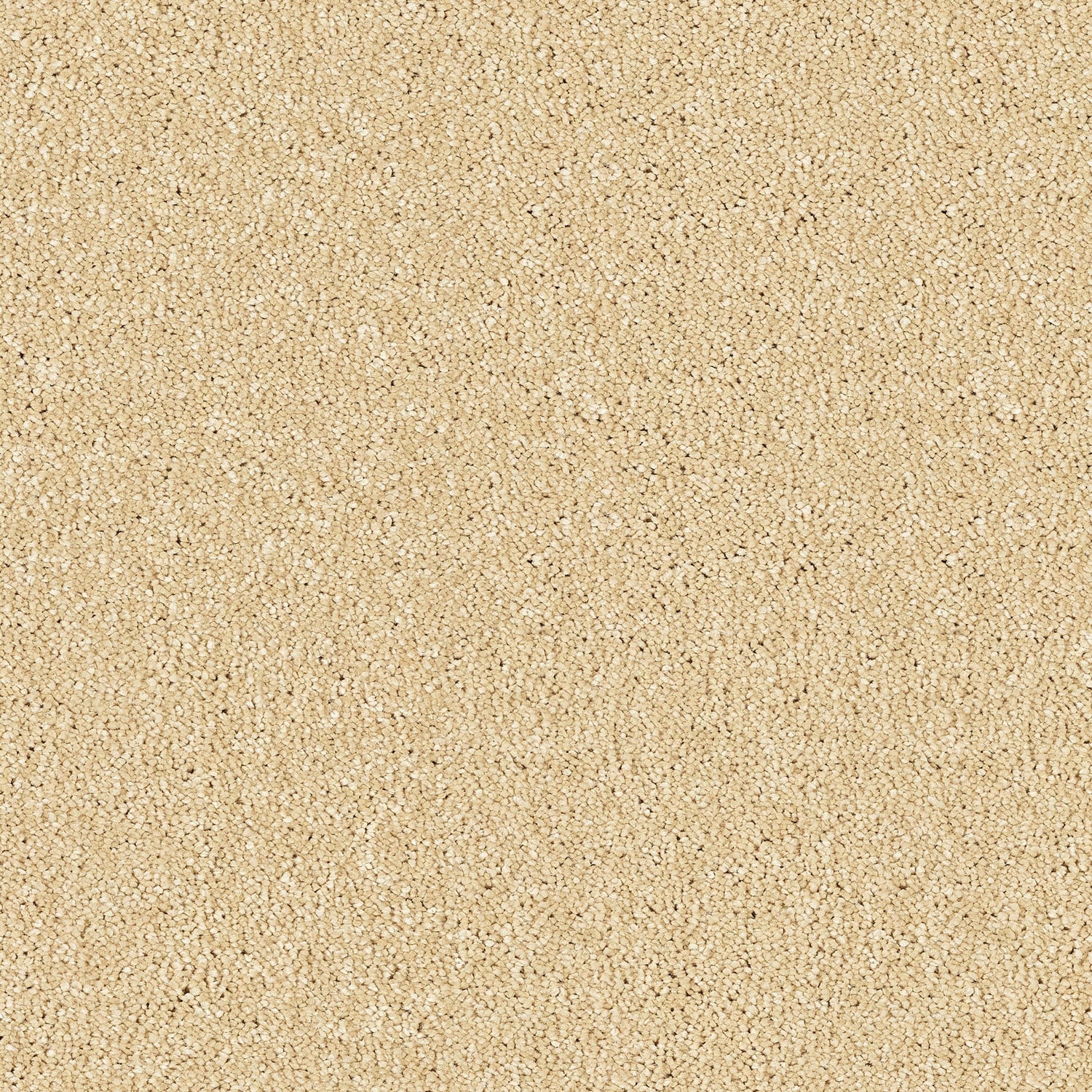 Sea Shell