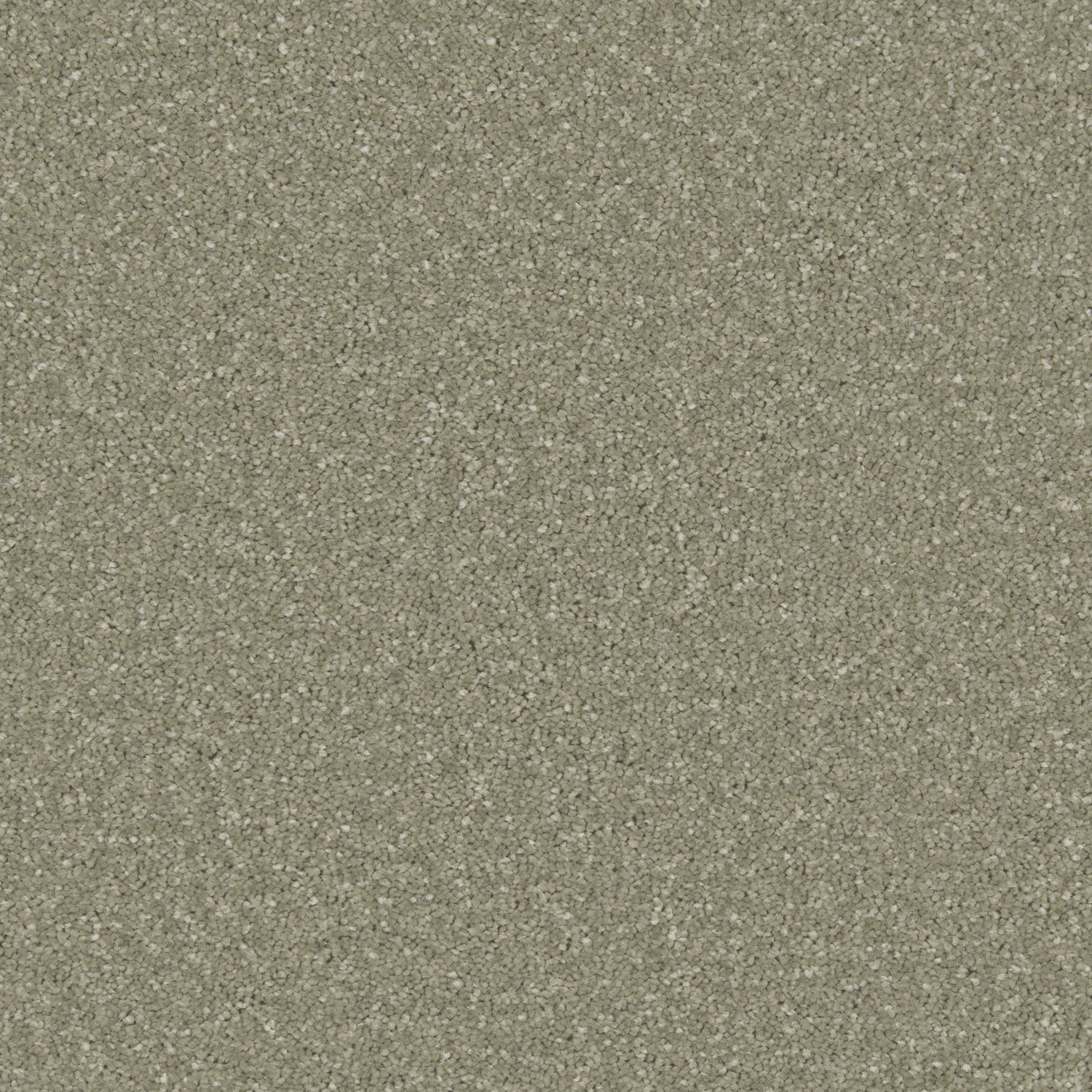 Tuscan Olive