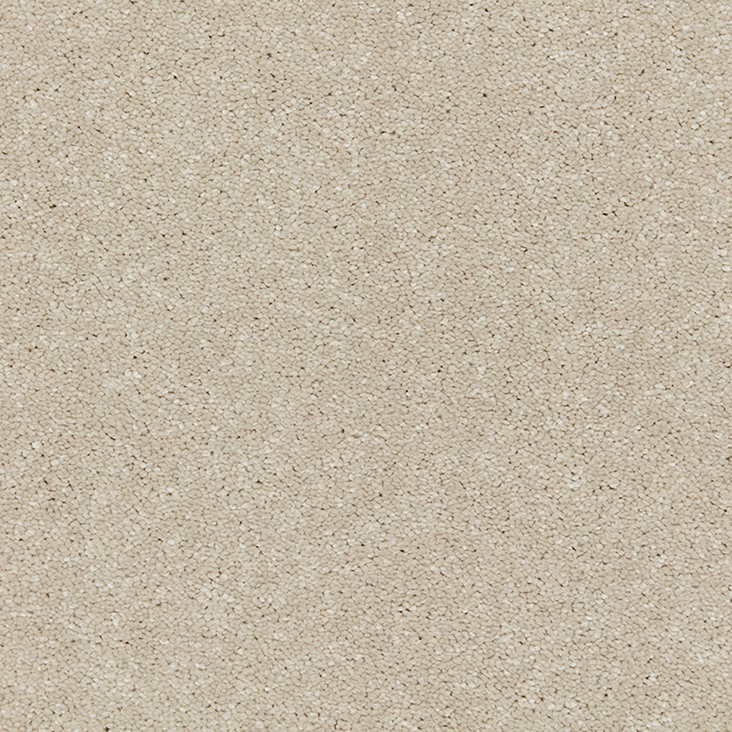 Aniseed